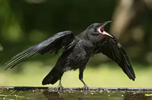 BIRD. Rook, juvenile, fledgling, begging for food, beak open wings out