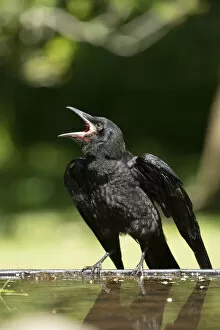 Beak Open Collection: BIRD. Rook, juvenile, fledgling, begging for food, beak open wings out