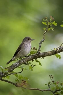 Images Dated 1st June 2014: BIRD Soptted Flycatcher