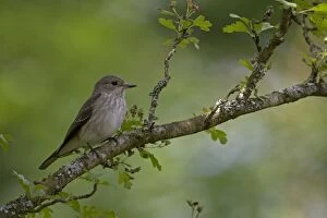 Images Dated 1st June 2014: BIRD Spotted Flycatcher