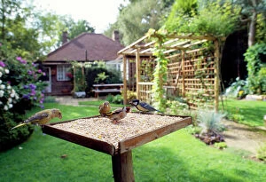 Images Dated 11th June 2010: Bird Table - with birds feeding, Greenfinch, Goldfinch & Great Tit