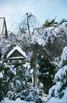 Bird Table Collection: Bird Table - In snowy garden Winter UK