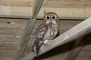 Roosting Gallery: BIRD Tawny Owl roosting in garage / barn
