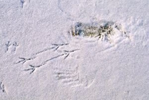 Bird tracks - left in snow