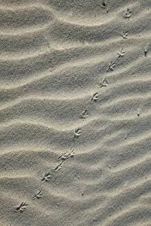 Images Dated 20th August 2009: Bird Tracks - songbird in sand, on sand dune, Island of Texel, Holland