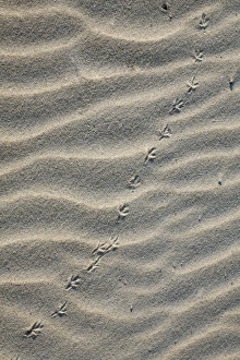 Images Dated 20th August 2009: Bird Tracks - songbird in sand, on sand dune, Island of Texel, Holland