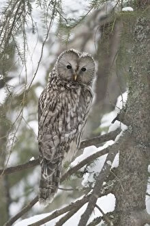 BIRD. Ural Owl sitting in snowy fir tree