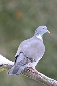 Images Dated 22nd November 2009: BIRD. Woodpigeon