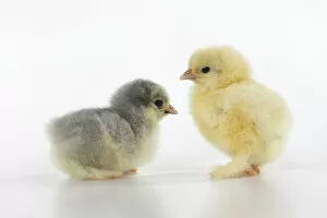 Images Dated 30th June 2020: BIRD, X2 one day old chicks,, on white background, studio