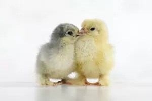 Images Dated 30th June 2020: BIRD, X2 one day old chicks,, on white background, studio