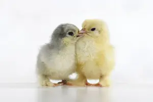 BIRD, X2 one day old chicks, , on white background, studio