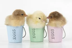 Images Dated 30th June 2020: BIRD. X3 Chicken chicks, 1 day old , sitting in egg cups, studio , white background