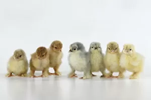 Images Dated 30th June 2020: BIRD, X7 one day old chicks in a line, chicken , on white background, studio