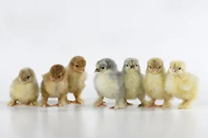 BIRD, X7 one day old chicks in a line, chicken , on white background, studio BIRD, X7 one day old chicks in a line, chicken , on white background, studio