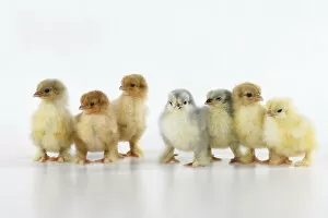 Images Dated 30th June 2020: BIRD, X7 one day old chicks in a line, chicken , on white background, studio