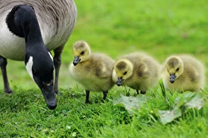 Mothers Collection: BIRD.Canadian goose with goslings