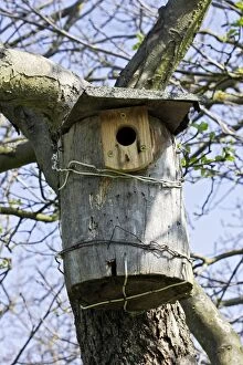 Birdhouse in garden