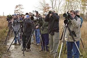 Binoculars Gallery: Birding / Birdwatching / Birders - looking at Fork-tailed