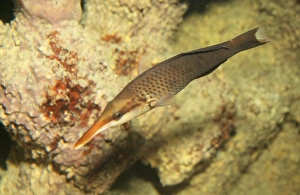 Images Dated 3rd September 2009: Birdmouth / Bird Wrasse Fish - Indian Ocean