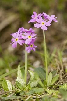 Images Dated 14th May 2007: Bird's eye Primrose (Primula farinosa) in wet meadow. Uncommon in UK