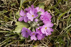 Primrose Prints: Bird's-eye primrose (Primula farinosa) in stemless form, Oland, Sweden