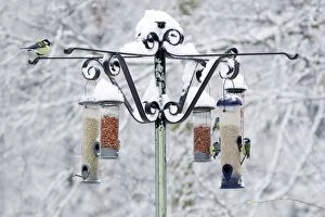Images Dated 5th February 2012: Birds on feeder in winter woodland with snow