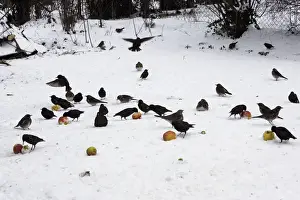 Birds - feeding on apples in the garden, including Blackbird (Turdus merula), Thrushes, Fieldfare and Starling (Sturnus vulgaris)
