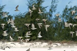 Plover Gallery: Birds in flight - mostly Greater Sand-Plovers but with a few