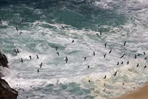 Birds in flight - Paracas National Reserve - Peru