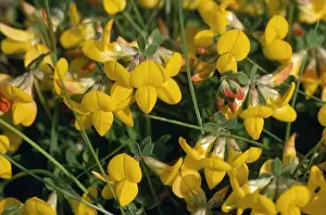 Bird's-foot-trefoil