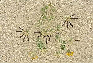 Birds Foot Trefoil in flower and fruit on dunes