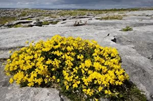 Images Dated 16th May 2010: Bird's Foot Trefoil - on limestone pavement near Black Head, The Burren; Eire