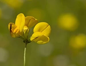 Images Dated 8th July 2014: Bird's Foot Trefoil in the Machair, fertile grassland