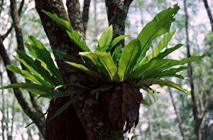 Images Dated 24th April 2007: Bird's Nest Fern. Malaysia