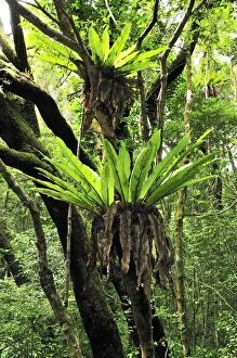 Images Dated 5th January 2008: Bird's Nest Fern - Montagne d'Ambre National Park - Antsiranana - Northern Madagascar