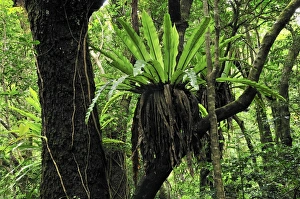 Images Dated 5th January 2008: Bird's Nest Fern - Montagne d'Ambre National Park - Antsiranana - Northern Madagascar