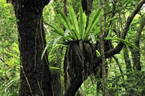 Bird's Nest Fern - Montagne d'Ambre National Park - Antsiranana - Northern Madagascar