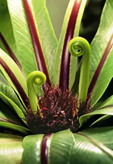 Birds Nest Fern PPG 1145 Asplenium nidus © Pascal Goetgheluck / ARDEA LONDON