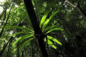 Birds Nest Prints: Bird's Nest Fern at tropical rainforest - Masoala National Park - Madagascar