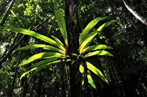 Bird's Nest Fern at tropical rainforest - Masoala National Park - Madagascar