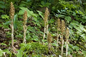 Bird's nest orchid (Neottia nidus-avis) in shady woodland, France