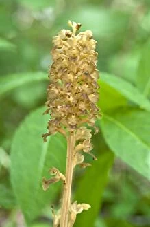 Images Dated 30th May 2010: Bird's-nest Orchid - Nottinghamshire - England
