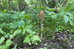 Images Dated 27th May 2010: Bird's-nest Orchid - Nottinghamshire - England