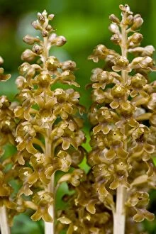 Images Dated 5th June 2011: Bird's Nest Orchid - Saprophytic orchid - in beech wood