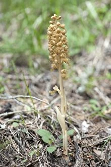Images Dated 7th June 2012: Bird's-nest orchid - Single flower
