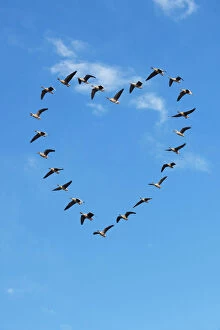 Digital Gallery: BIRDS Pink footed geese in heart shape Valentine