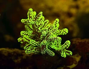 Bioluminescence Gallery: Birdsnest Coral showing fluorescent colors when