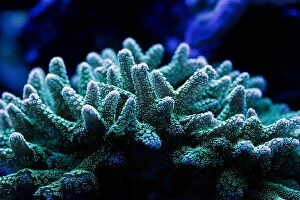 Bioluminescence Gallery: Birdsnest Coral showing fluorescent colours when