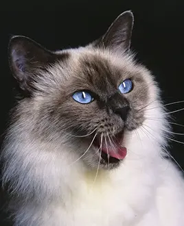 Semi Longhair Prints: Birman Blue Cat