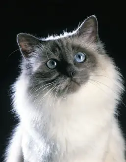 Furry Prints: Birman Cat